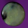 1.1ct Semi Black Opal